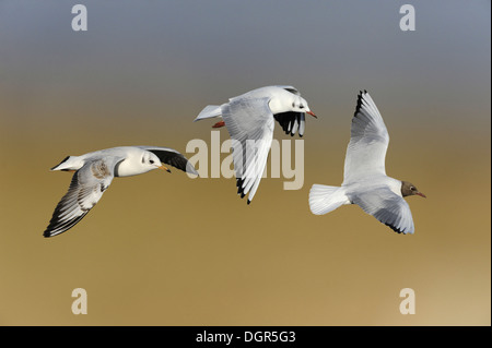 Lachmöwe - Larus Ridibundus links = 1. Winter, Mitte = Erwachsene Winter, rechts = Erwachsene Sommer Stockfoto