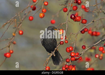 Amsel Turdus Merula - männlich Stockfoto