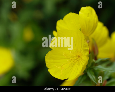 Narrow-leaved Sundrops (Oenothera Fruticosa) Blume closeup Stockfoto