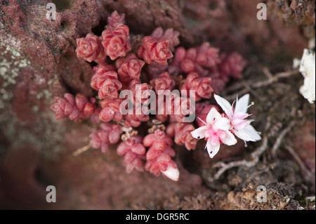 Englische Fetthenne, Sedum Anglicum in Blüte Stockfoto