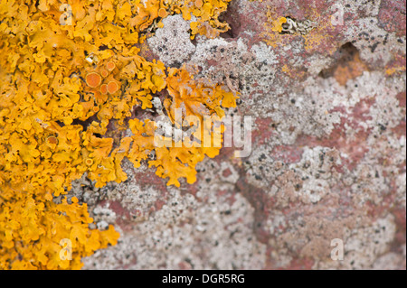 Gelbe Flechten wachsen auf einem Felsen Stockfoto