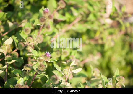 Geringerem Klette, Arctium minus, in Blüte Stockfoto