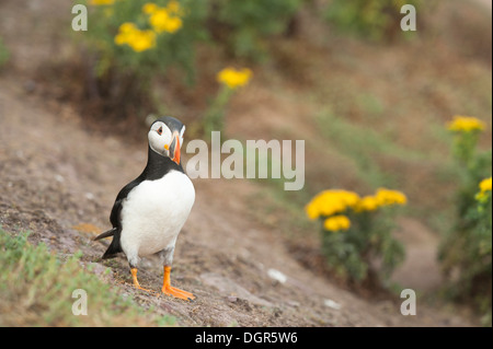 Puffin, Fratercula Arctica, Skokholm, South Pembrokeshire, Wales, Vereinigtes Königreich Stockfoto