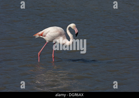 Rosaflamingo (Phoenicopterus Roseus) Stockfoto