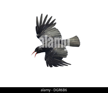 Alpenkrähe Pyrrhocorax pyrrhocorax Stockfoto