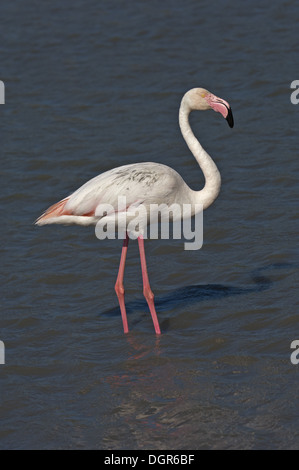 Rosaflamingo (Phoenicopterus Roseus) Stockfoto