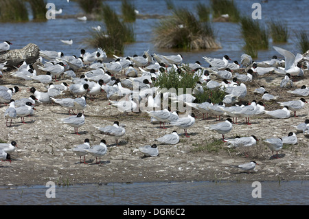 Kolonie von mediterranen Gull Stockfoto