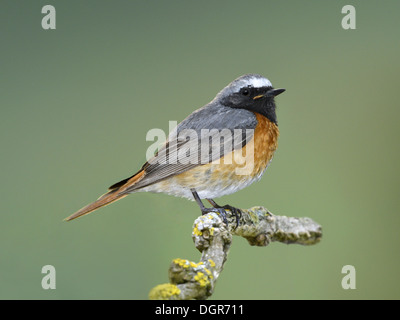 Gartenrotschwänze - Phoenicurus Phoenicurus - männlich Stockfoto