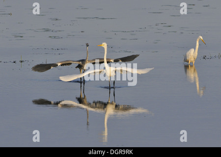 Silberreiher und großen Reiher Stockfoto