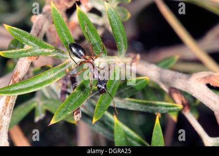 Nahaufnahme eines gebändert Zucker Ameise auf Grevillea Pflanze - Camponotus Consobrinus - Familie Ameisen Stockfoto