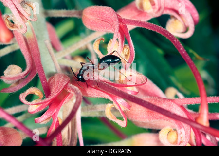 Nahaufnahme eines gebändert Zucker Ameise auf Grevillea Blume-Camponotus Consobrinus - Familie Ameisen Stockfoto