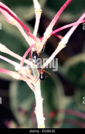 Ein Banded Zucker Ameise klettert eine Grevillea Blume-Camponotus Consobrinus - Familie Ameisen in Nahaufnahme Stockfoto