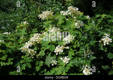 Oakleaved Hortensie Stockfoto