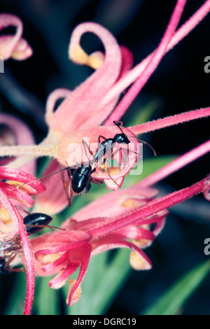 Ein Banded Zucker Ameise klettert eine Grevillea Blume-Camponotus Consobrinus - Familie Ameisen in Nahaufnahme Stockfoto