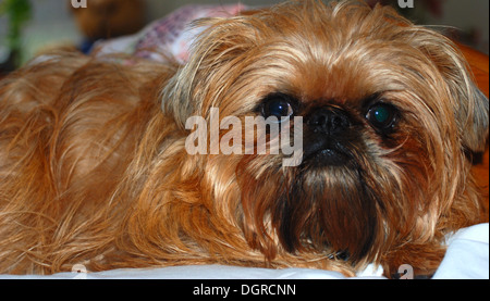 Nahaufnahme von einem Brüsseler Griffon Hund mit hellbraunen Haaren. Stockfoto