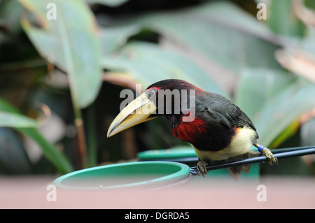 Pteroglossus Azara (Elfenbein-billed Aracari) am Vogelhaus im Zoo von Philadelphia. Stockfoto