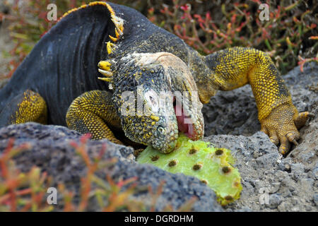 Galapagos land Iguana (conolophus subcristatus) Fütterung auf Prickly Pear, Galapagos, Ecuador, Südamerika Stockfoto