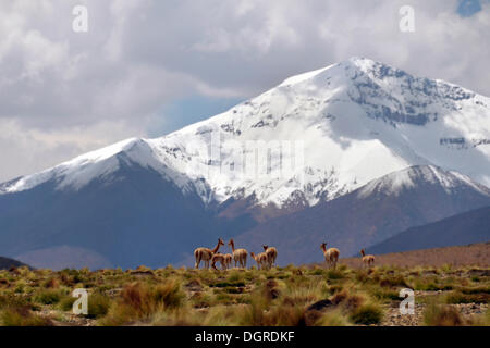 Wilde Vikunjas (vicugna vicugna), stand vor den schneebedeckten Gipfeln der Anden, Altiplano, Bereich zwischen Bolivien Stockfoto