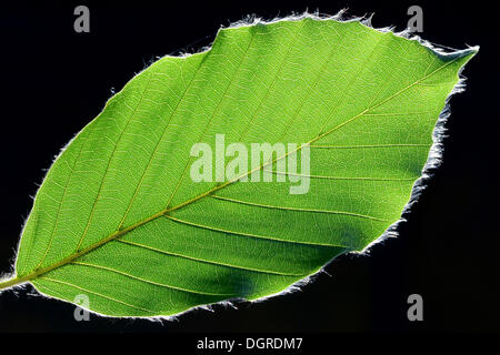 Blatt einer Buche (Fagus sylvatica) mit feinen Härchen Stockfoto