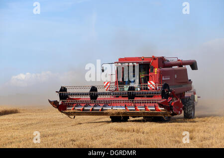 Getreideernte von Maschine, ein Mähdrescher auf einem abgeernteten Weizenfeld Stockfoto