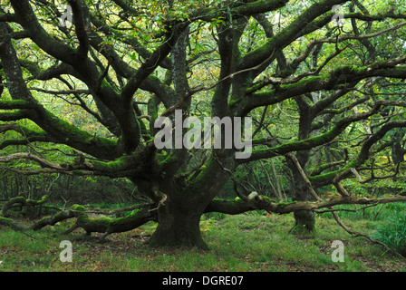 Powerstock Common Naturschutzgebiet Dorset Wildlife Trust. UK Stockfoto