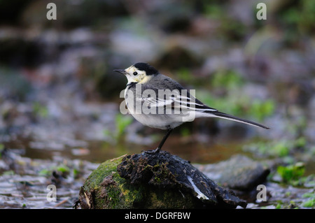 Ein Trauerschnäpper Bachstelze auf einem Stein in einem Pool UK Stockfoto