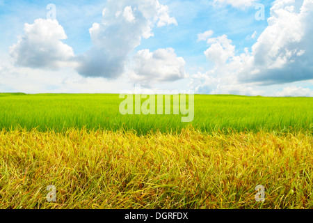 Weite Reisfelder in blauer Himmel mit Wolken. Stockfoto