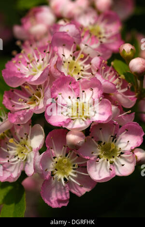 Common hawthorn (Rosa moschata), Blumen Stockfoto