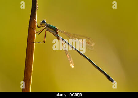 Kleine Emerald damselfly oder kleine spreadwing (lestes virens), männlich in der Hintergrundbeleuchtung Stockfoto