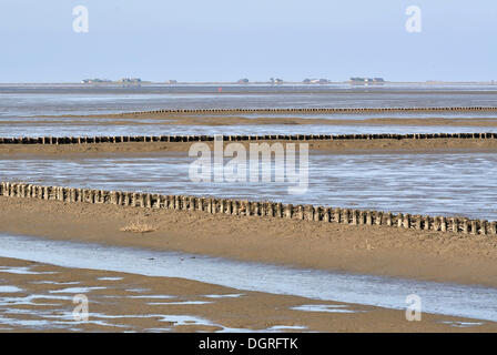 Blick über das Wattenmeer mit Küstenschutz, Buhnen, Hallig Langeness, kleine Insel, an der Rückseite, Nordsee Küste, Stockfoto