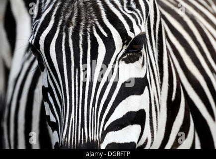 Ebenen zebra oder Burchell's Zebra (Equus quagga), in Gefangenschaft, gettorf Zoo, schleswig-holstein Stockfoto