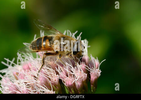 Europäische Hoverfly oder dronefly (eristalis Tenax) auf Hanf - agrimony (eupatorium cannabinum), in der Nähe von lassahn, schaal See Region Stockfoto