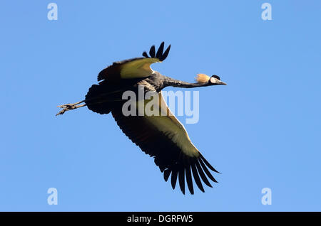 Schwarz gekrönt Kran (Balearica pavonina) im Flug der Weltvogelpark Walsrode Vogelpark, Soltau-Fallingbostel, Niedersachsen Stockfoto