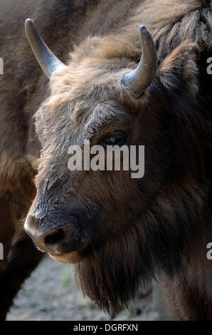 Wisent oder Europäische Bison (Bison bonasus), junge Tier, Damerower Werder bison Gehäuse, Mecklenburgische Seenplatte, Stockfoto