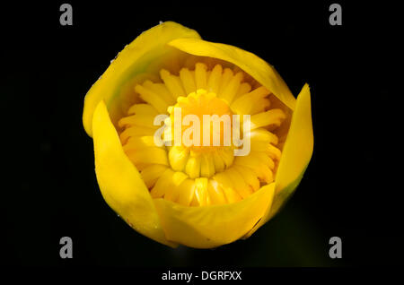 Blume von einem gelben Teich Lily (Nuphar lutea), koelpinsee schwenzin Bucht in See, Mecklenburger Seenplatte, Nossentiner/Schwinzer Stockfoto