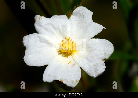 Montpellier Zitrosen, Montpelier Zistrosen (Cistus monspeliensis), Macchia in der Nähe von saint-florent, Korsika, Frankreich, Europa Stockfoto