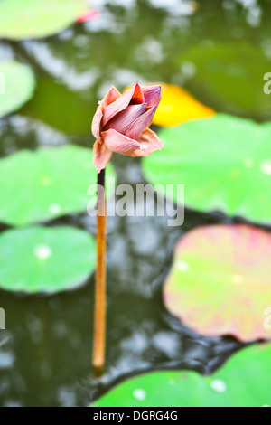 Verwelkte Lotus in einem Wasserbad. Stockfoto