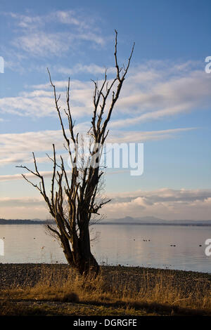 Toter Baum auf der Strand von Reichenau Insel, Grafschaft Landkreis Konstanz, Baden-Württemberg Stockfoto