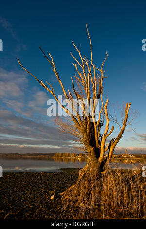 Toter Baum auf der Strand von Reichenau Insel, Grafschaft Landkreis Konstanz, Baden-Württemberg Stockfoto