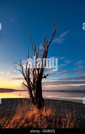 Toter Baum auf der Strand von Reichenau Insel, Grafschaft Landkreis Konstanz, Baden-Württemberg Stockfoto