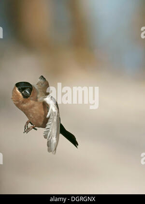 Eurasische Gimpel (Pyrrhula Pyrrhula) im Flug Stockfoto