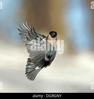 Weibliche eurasischen Gimpel (Pyrrhula Pyrrhula) im Flug Stockfoto