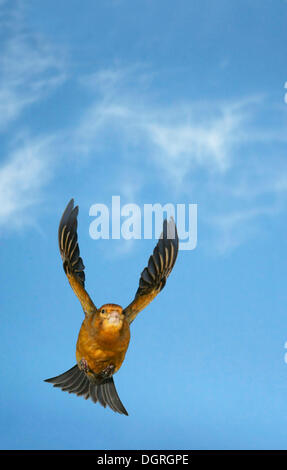 Rosefinch (Carpodacus Erythrinus) im Flug Stockfoto