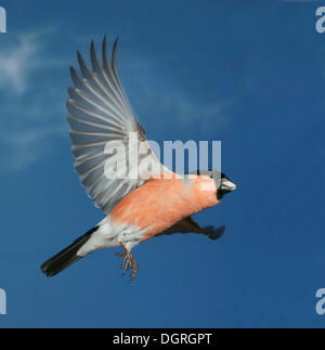 Gimpel (Pyrrhula Pyrrhula), Männchen im Flug Stockfoto
