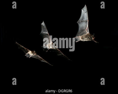 Daubenton Fledermaus (Myotis Daubentonii) Stockfoto