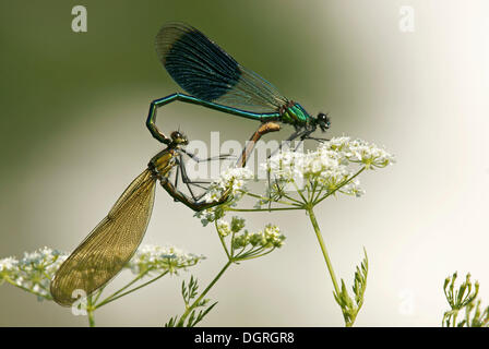 Gebänderten Prachtlibelle (Calopteryx Splendens), Paarung paar in Radposition Stockfoto