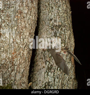 Bechstein Fledermaus (Myotis Bechsteinii) fliegen Sie aus ihren Schlafplatz Stockfoto