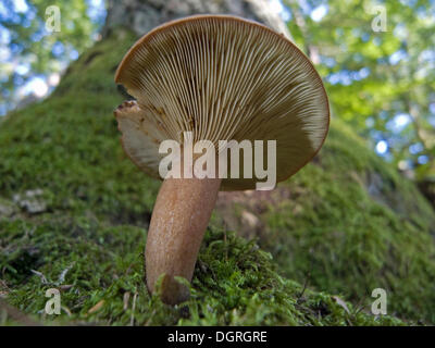 Milkcap Pilz (Lactarius sp.) Stockfoto