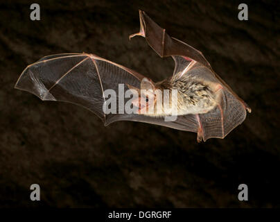 Geringerem Maus-eared Fledermaus (Myotis Blythii) Stockfoto