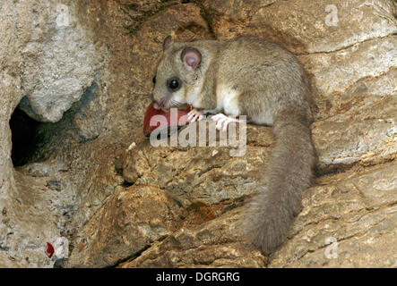 Essbare Siebenschläfer oder Fett Siebenschläfer (Glis Glis) Stockfoto